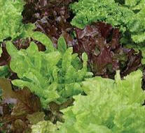 MIxed Lettuces $3.75 for about 8 ounces